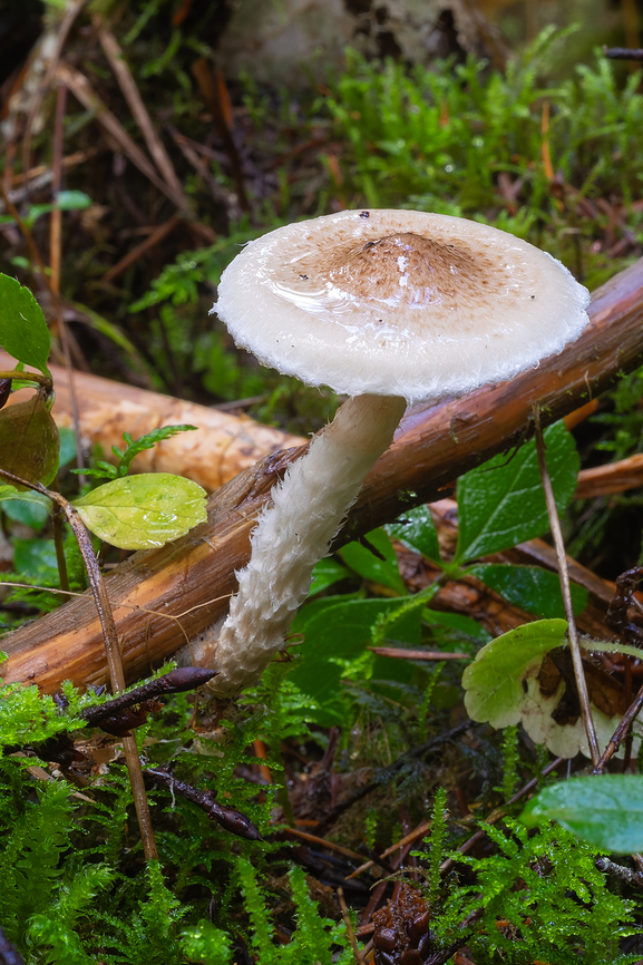 Small scaled mushroom looks a bit like a Lepiota, but these were growing on wood Fall,Geotagged,United States