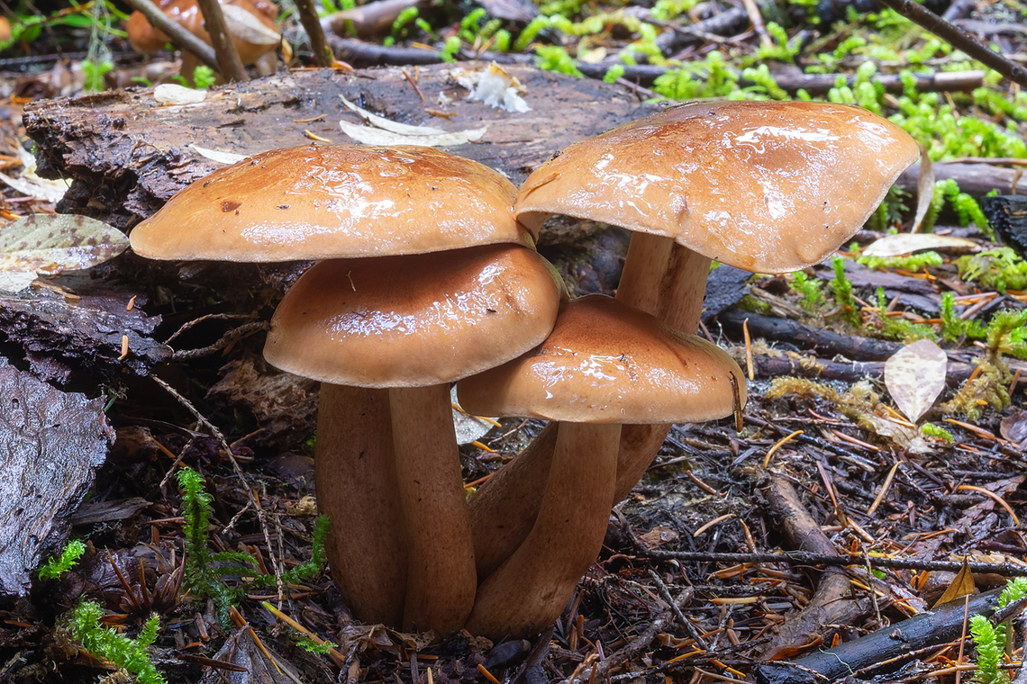 Large orange, very slimy mushrooms Orange all over, including gills. Possibly Gymnopilus, but those, as far as I know, are not known to be slimy Fall,Geotagged,United States