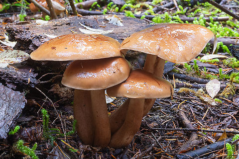 Large orange, very slimy mushrooms Orange all over, including gills. Possibly Gymnopilus, but those, as far as I know, are not known to be slimy Fall,Geotagged,United States