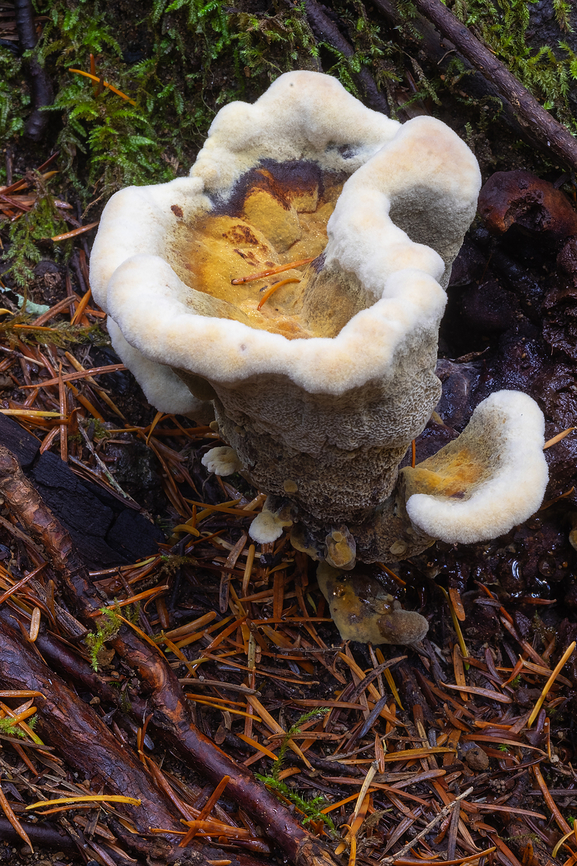 Vase shaped polypore growing at the base of a conifer. This is an especially attractive specimen of this extremely variable polypore. Fall,Geotagged,Phaeolus schweinitzii,United States