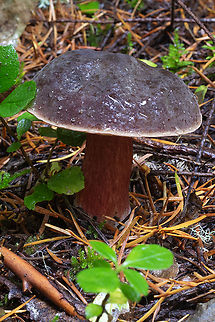 Zeller's bolete  Fall,Geotagged,United States,Xerocomellus zelleri,Zeller's Bolete