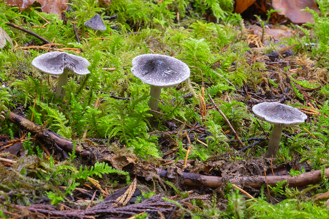 Tricholoma subacutum  Fall,Geotagged,Tricholoma subacutum,United States