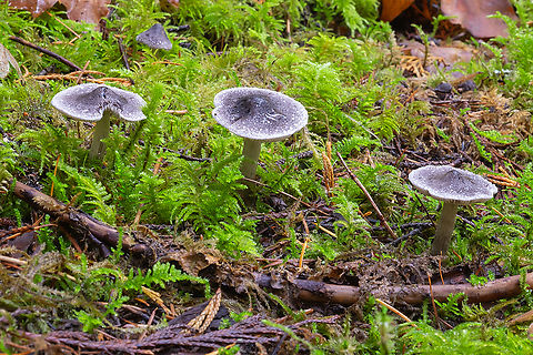 Tricholoma subacutum
