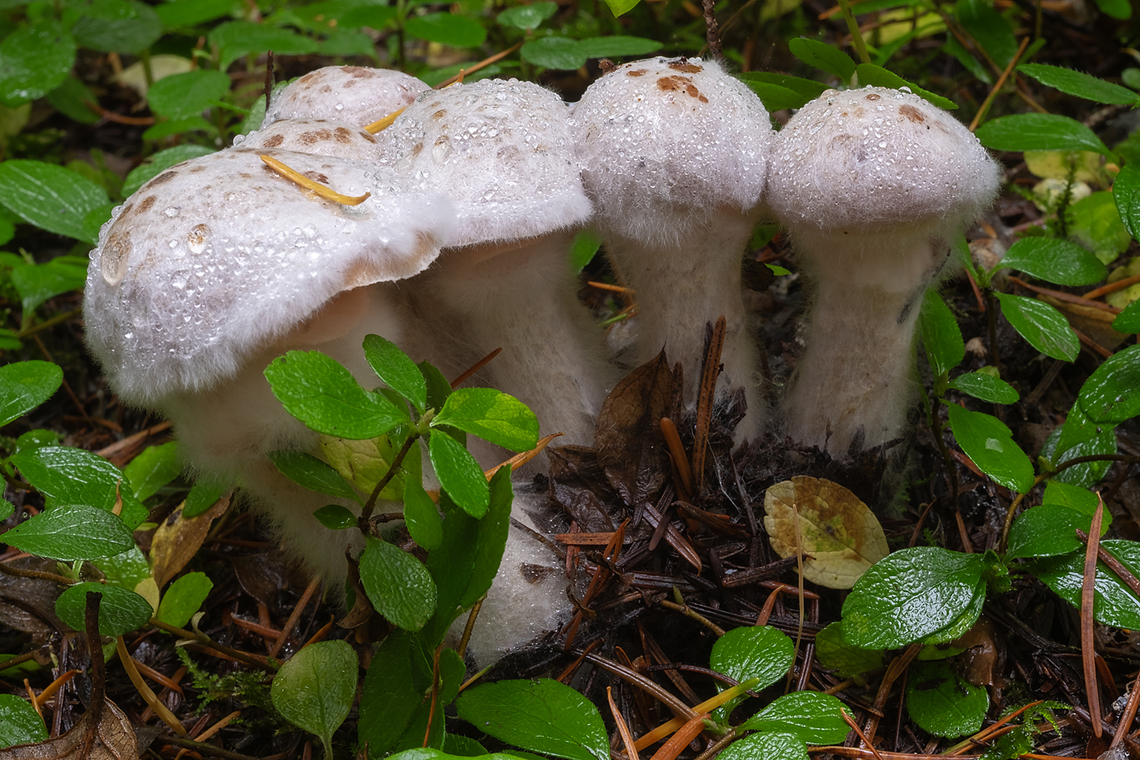 White mold covered Armillaria This ubiquitous parasite has a parasite of it&#039;s own...  Armillaria solidipes,Fall,Geotagged,United States