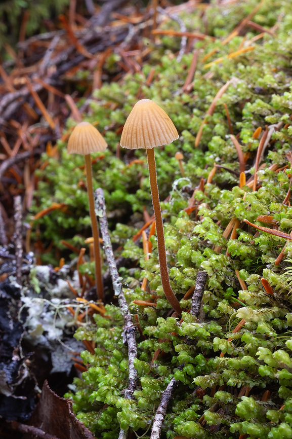 Galerina vittiformis  Fall,Galerina vittiformis,Geotagged,United States