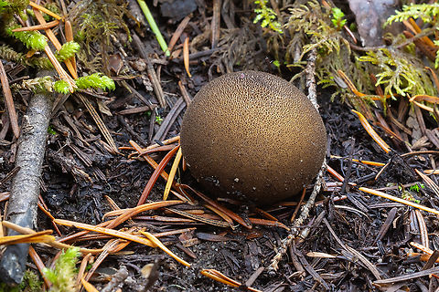 Lycoperdon umbrinum  Dusky Puffball,Fall,Geotagged,Lycoperdon nigrescens,Lycoperdon umbrinum,United States