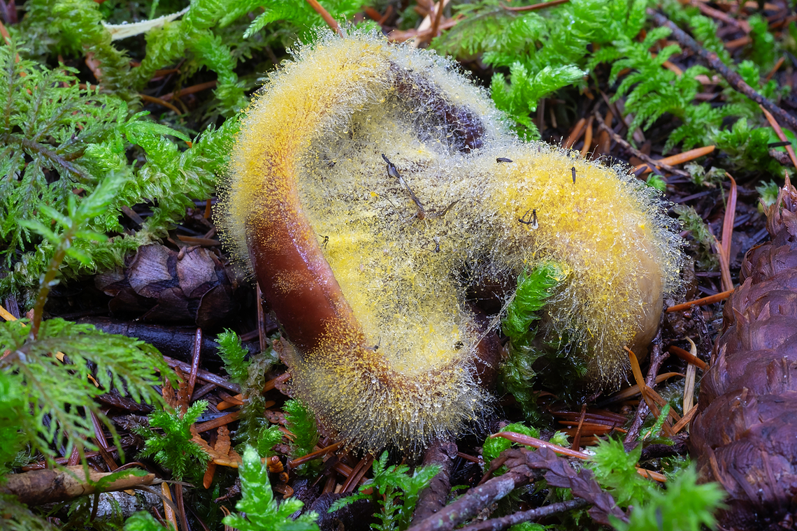 Orange mold attacking a (I think) Rosy gomphus seems to be very attractive to gnats Fall,Geotagged,United States