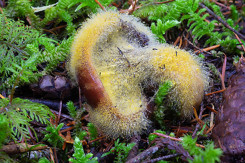 Orange mold attacking a (I think) Rosy gomphus seems to be very attractive to gnats Fall,Geotagged,United States