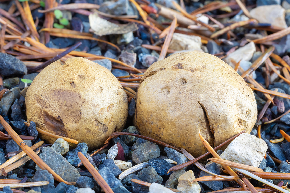 False truffles unfortunately to even attempt and ID, they'd need to be cut in half.. and this is an arboretum.. so no picking. Fall,Geotagged,United States