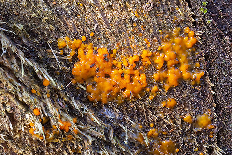 common jelly-spot  Common Jellyspot,Dacrymyces stillatus,Fall,Geotagged,United States