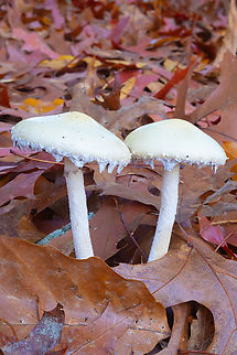Ambiguous stropharia  Fall,Geotagged,Questionable Stropharia,Stropharia ambigua,United States