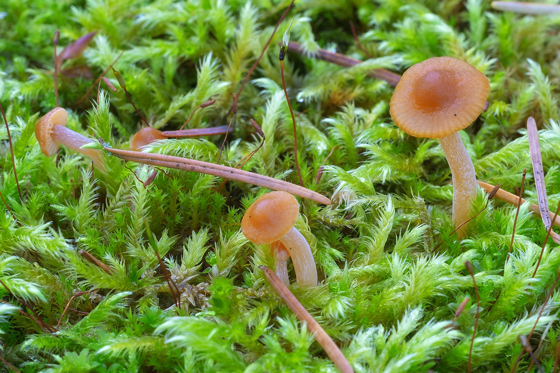Teensy moss dwellers definitely growing on the moss, as the moss is on concrete, not a log Fall,Geotagged,United States
