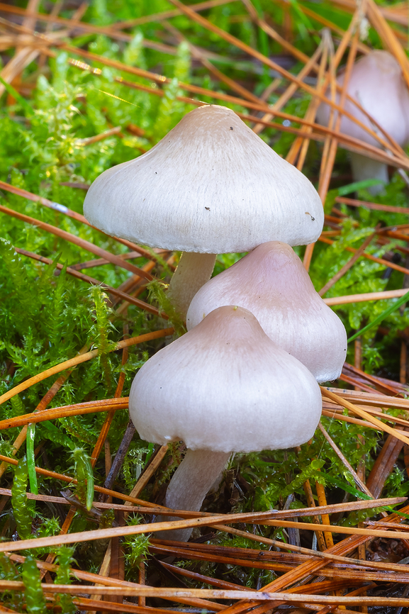 Inocybe geophylla  Earthy inocybe,Fall,Geotagged,Inocybe geophylla,United States