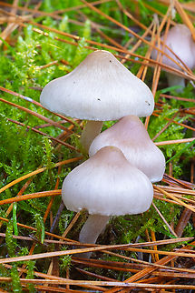 Inocybe geophylla  Earthy inocybe,Fall,Geotagged,Inocybe geophylla,United States