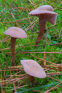Amethyst deceiver faded to a rather tongue like color.. Amethyst Deceiver,Fall,Geotagged,Laccaria amethystina,United States