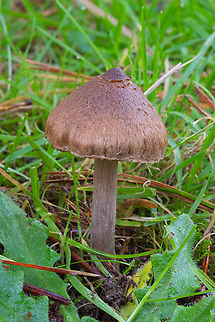 LBM, possibly Inocybe sp.  Fall,Geotagged,United States