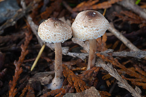 Likely Lepiota sp.  Fall,Geotagged,United States