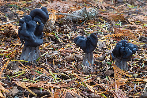 Western black elfin saddle  Fall,Geotagged,Helvella vespertina,United States,Western Black Elfin Saddle