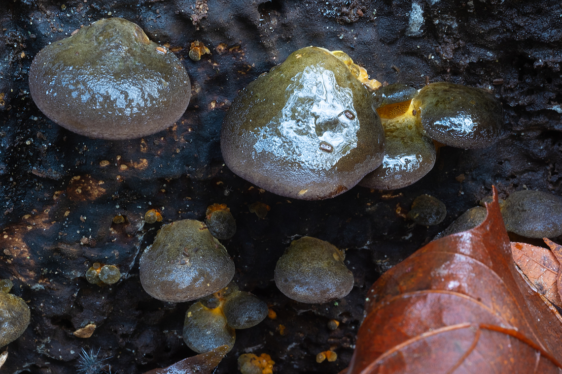late oyster these can survive freezing weather - often the last mushroom left after a hard frost Fall,Geotagged,Late oyster,Sarcomyxa serotina,United States