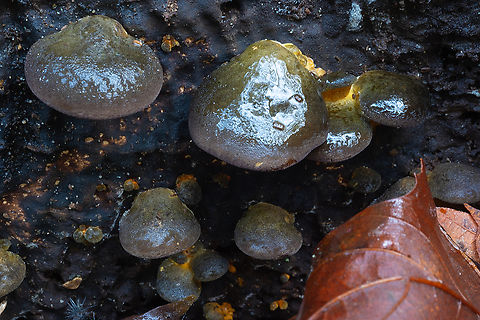 late oyster these can survive freezing weather - often the last mushroom left after a hard frost Fall,Geotagged,Late oyster,Sarcomyxa serotina,United States