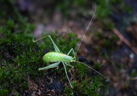 Drumming katydid this odd lady appears to be an adult female with undeveloped wings... she's ovipositing rather late into the season. Drumming Katydid,Fall,Geotagged,Meconema thalassinum,United States