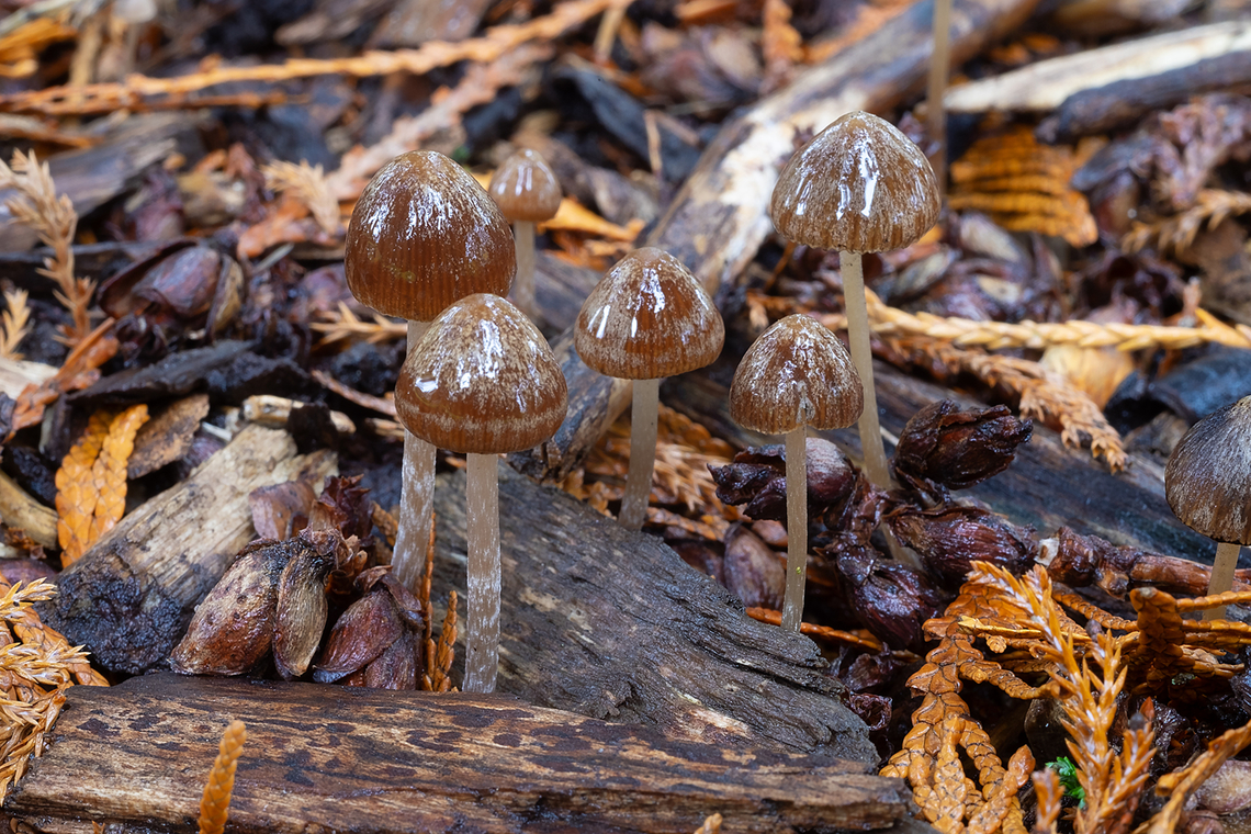Psathyrella corrugis  Fall,Geotagged,Psathyrella corrugis,United States