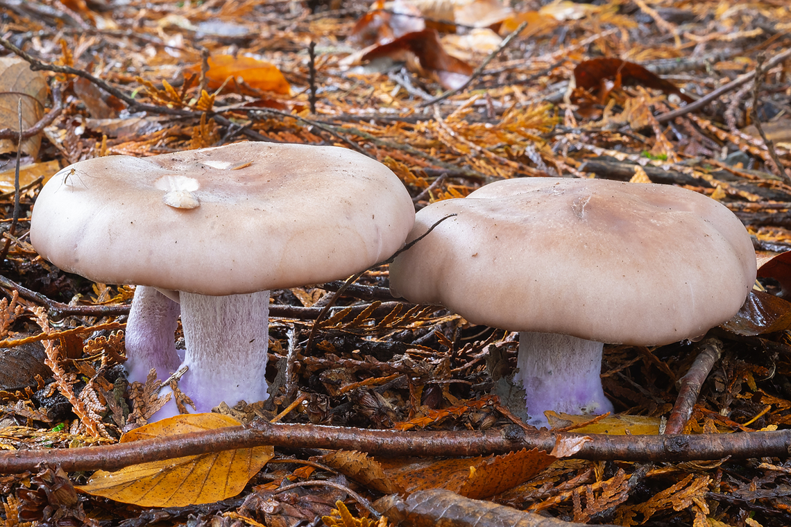 blewit  Fall,Geotagged,Lepista nuda,United States,Wood blewit