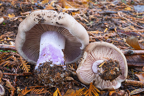 blewit  Fall,Geotagged,Lepista nuda,United States,Wood blewit