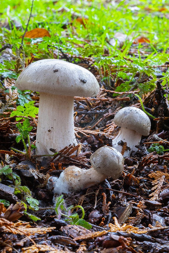 Clitocybe brunneocephala  Clitocybe brunneocephala,Fall,Geotagged,United States