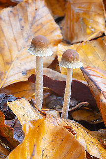graceful pathyrella  Fall,Geotagged,Psathyrella gracilis,Slender Psathyrella,United States