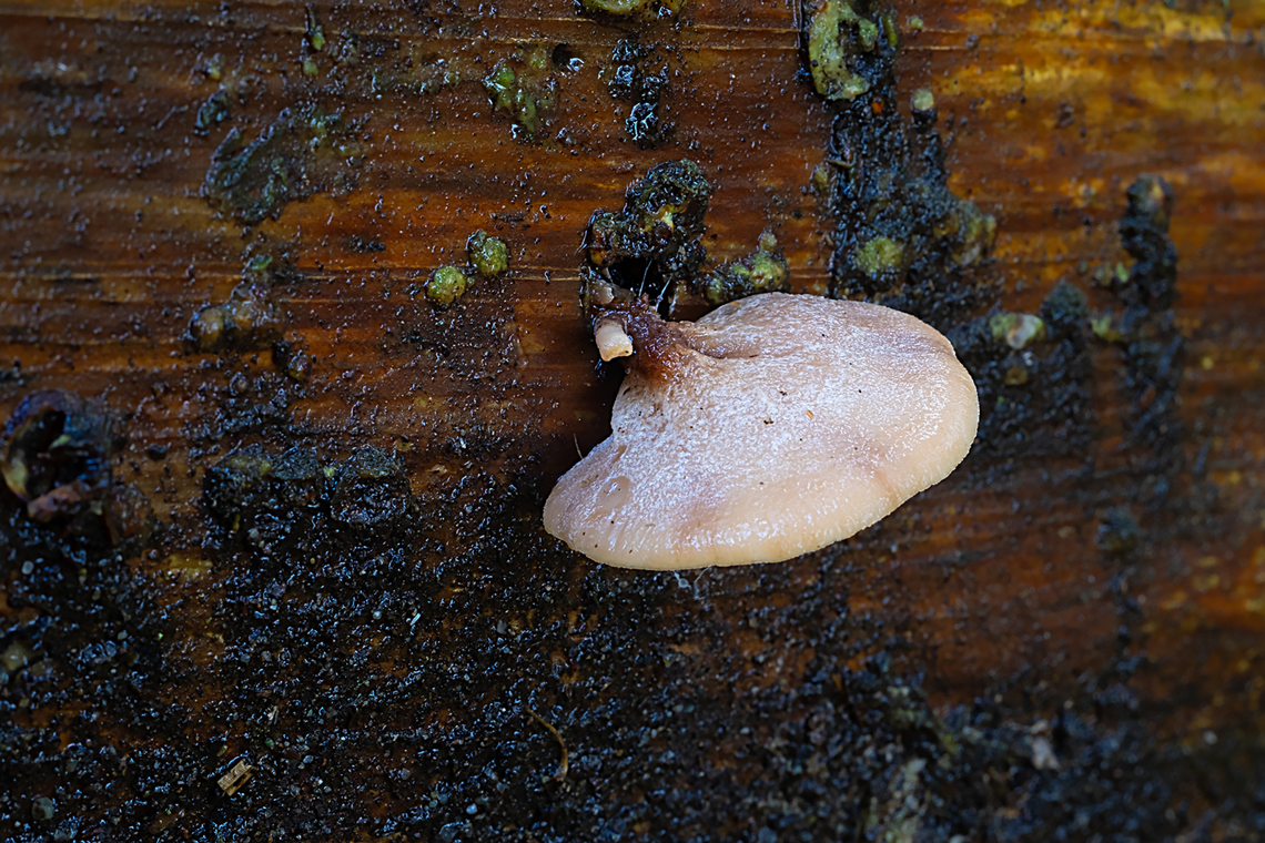 Crepidotus applanatus  Crepidotus applanatus,Fall,Flat crep,Geotagged,United States