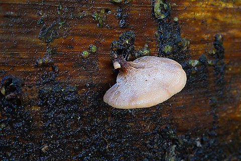 Crepidotus applanatus  Crepidotus applanatus,Fall,Flat crep,Geotagged,United States
