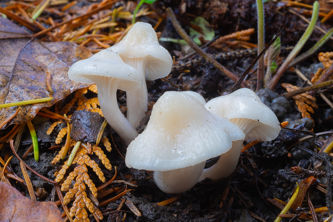 Snowy wax cap  Cuphophyllus virgineus,Fall,Geotagged,Snowy Waxcap,United States