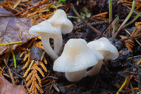 Snowy wax cap  Cuphophyllus virgineus,Fall,Geotagged,Snowy Waxcap,United States