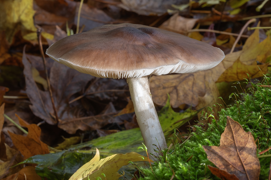 large tan mushroom  Deer shield,Fall,Geotagged,Pluteus cervinus,United States