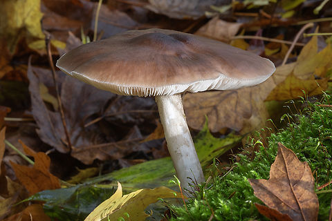 large tan mushroom  Deer shield,Fall,Geotagged,Pluteus cervinus,United States