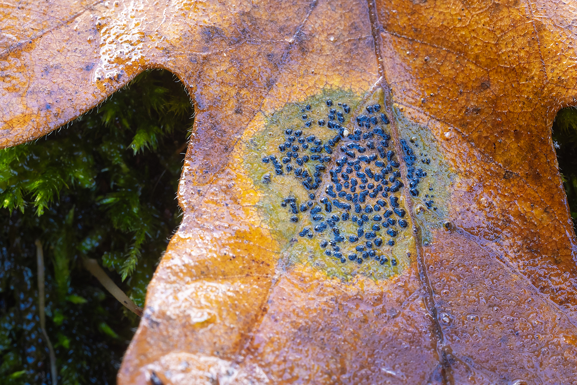 maple leaf tar spot  Fall,Geotagged,Rhytisma punctatum,United States