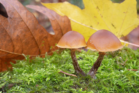 pretty funeral bells ☠️ deadly! Fall,Funeral Bells,Galerina marginata,Geotagged,United States