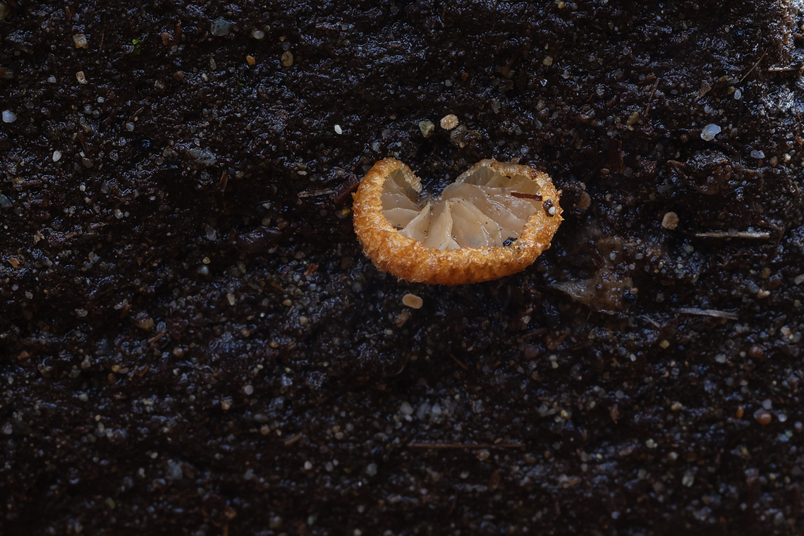 tiny Crepidotus sp. no stem, tiny - about 1/2 cm at most.. growing gills up. Golden hair on cap. Fall,Geotagged,United States