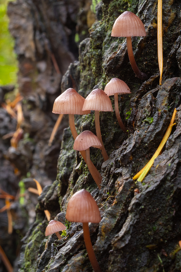 bleeding mycena  Bleeding fairy helmet,Fall,Geotagged,Mycena haematopus,United States