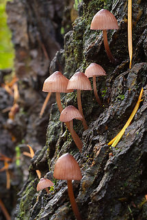 bleeding mycena  Bleeding fairy helmet,Fall,Geotagged,Mycena haematopus,United States