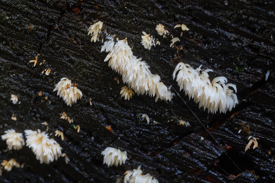 Mucronella calva  Fall,Geotagged,Mucronella calva,United States