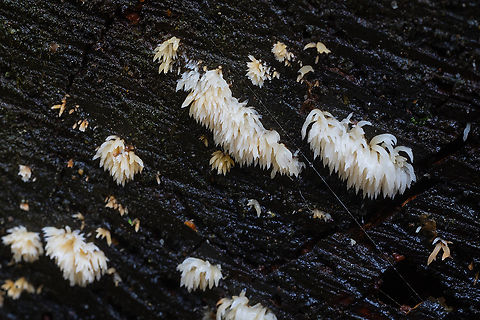 Mucronella calva  Fall,Geotagged,Mucronella calva,United States