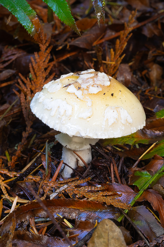 Jeweled Amanita  Amanita gemmata,Fall,Geotagged,Jewelled Amanita,United States