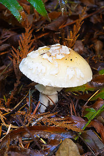 Jeweled Amanita  Amanita gemmata,Fall,Geotagged,Jewelled Amanita,United States