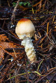 Lepiota magnispora  Fall,Geotagged,Lepiota magnispora,United States