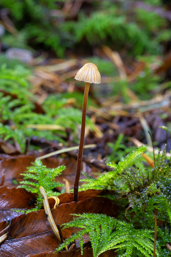Galerina vittiformis  Fall,Galerina vittiformis,Geotagged,United States