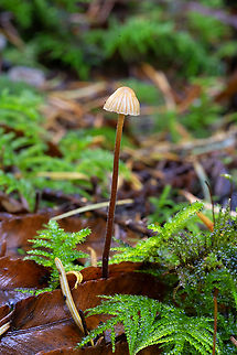Galerina vittiformis  Fall,Galerina vittiformis,Geotagged,United States
