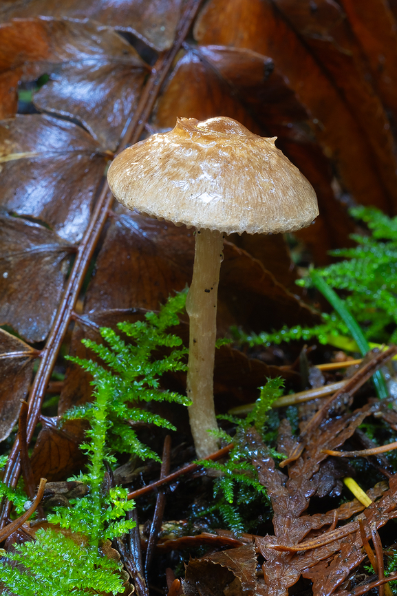 Inocybe sp.  Fall,Geotagged,United States