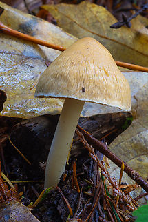 Yellow Inocybe  Fall,Geotagged,Inocybe xanthomelas,United States
